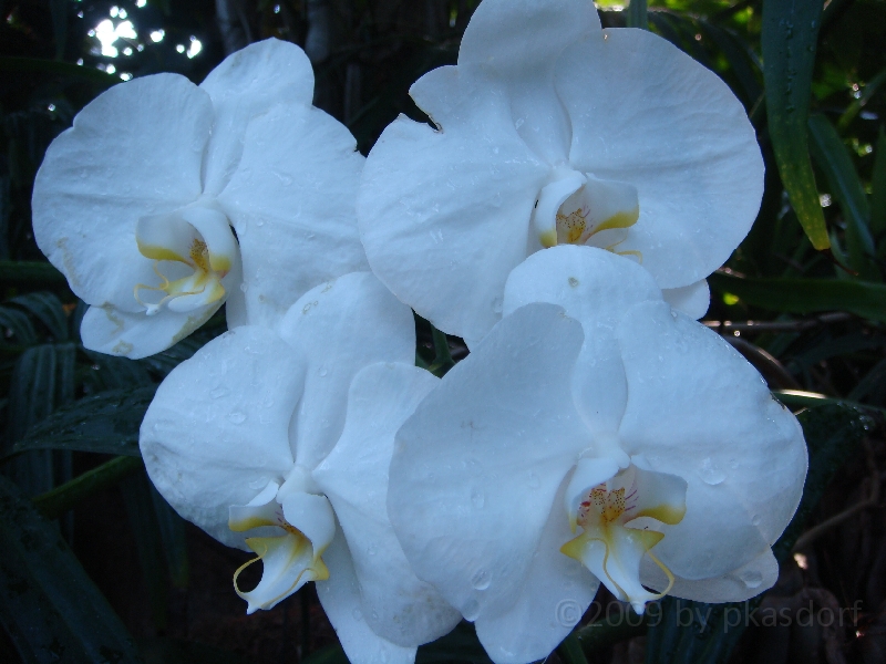 Western Michigan [2009] 180.JPG - Scenes from Frederik Meijer Gardens & Sculpture Park.